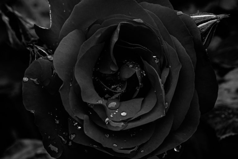 uncovering layers who would i be if i had zero fear of peoples opinions katelyn greer black rose