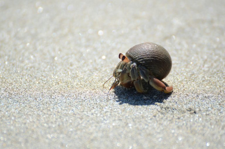 uncovering layers jan zikan hermit crab describing what is hermit mode unsplash