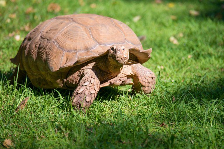 uncovering layers joel m mathey brown tortoise on lawn under sunny sky depicting dorsal vagal nerve role unsplash